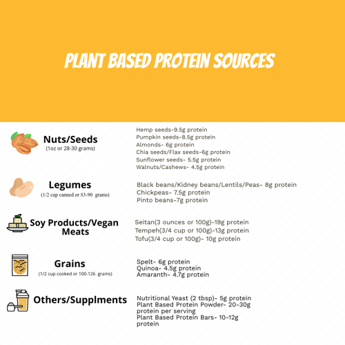 Plant Based Protein Sources